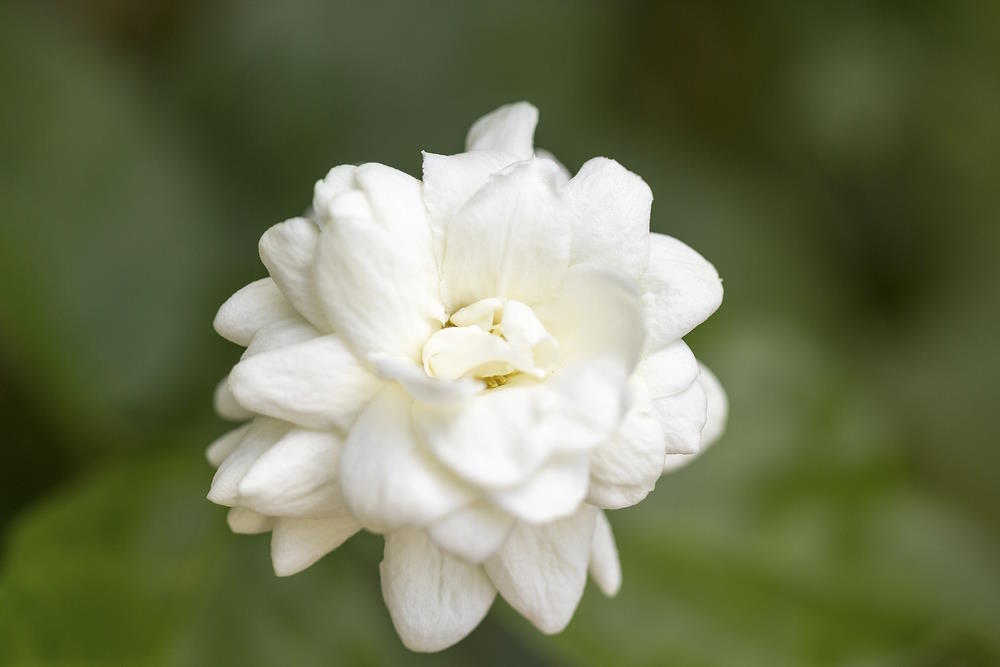 Jasminum sambac Jasminum sambac
