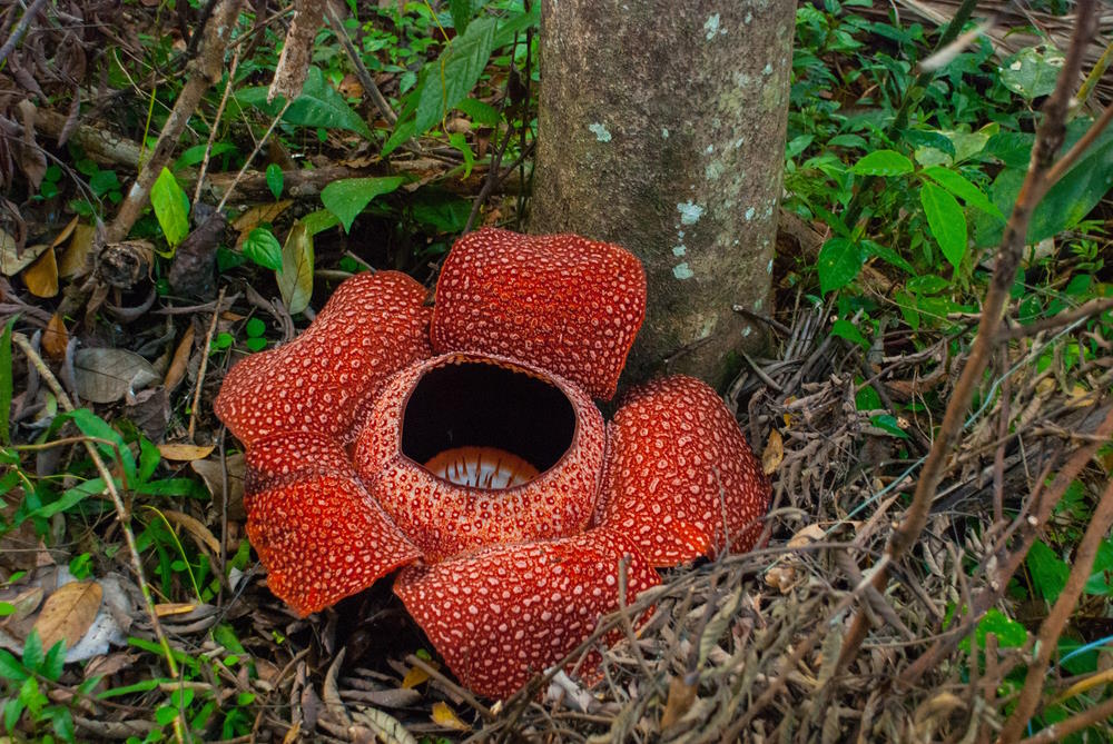Rafflesia Rafflesia