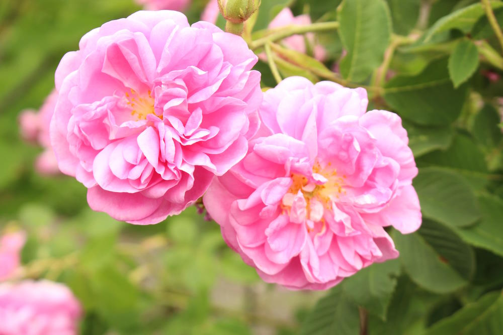 Rosa damascena Rosa damascena