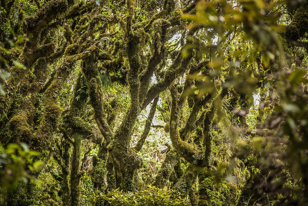 goblin forest