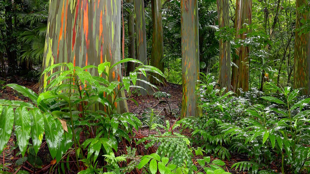 regenboogbomen