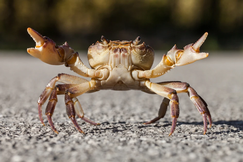 krab