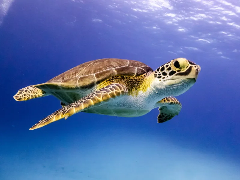 zeeschildpad