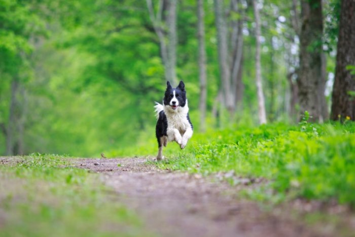 Border Collie