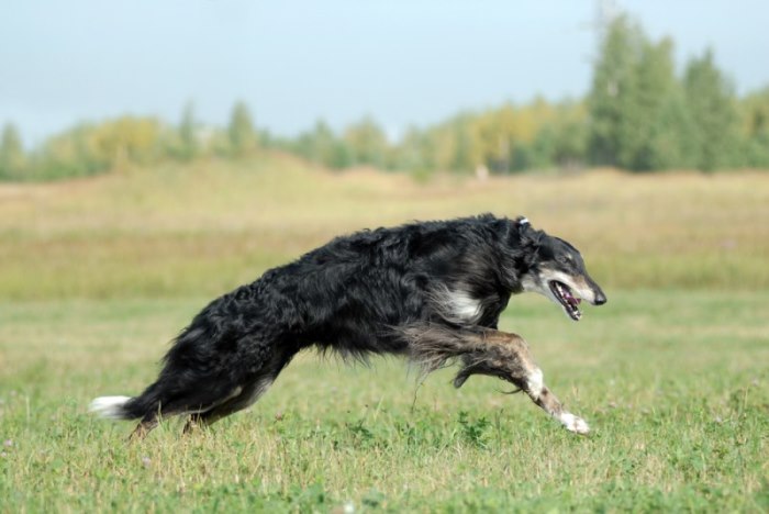 Borzoi