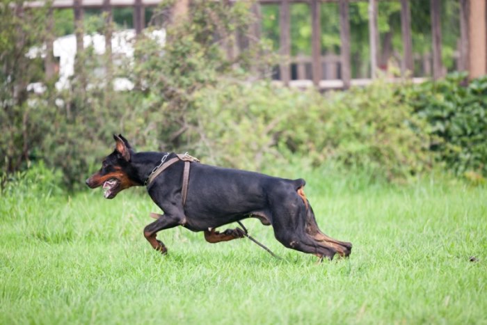 Doberman Pinscher