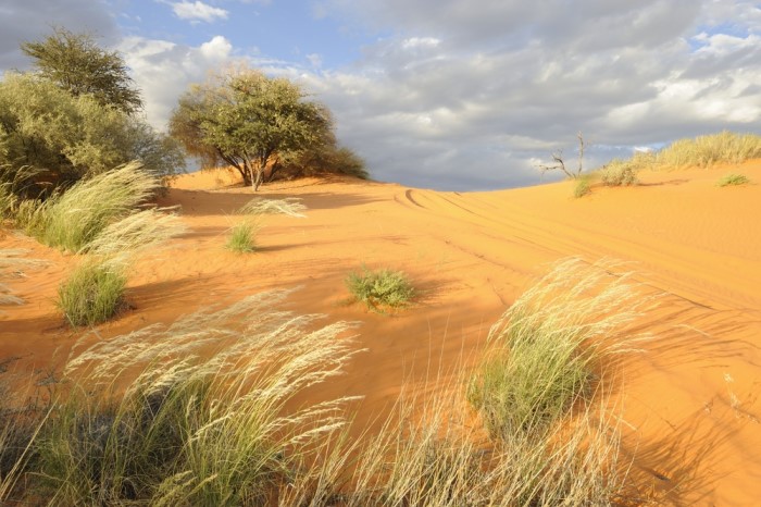 Kalahari Desert
