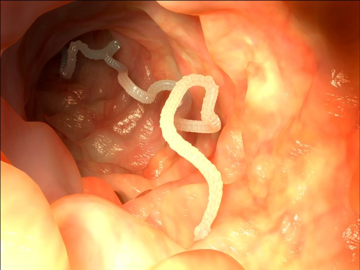 Lintworm