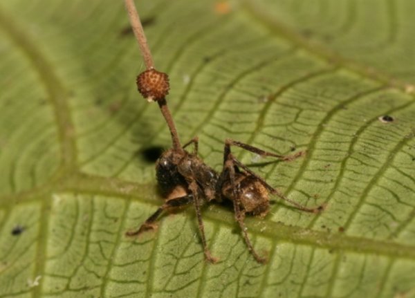 Ophiocordyceps Unilateralis
