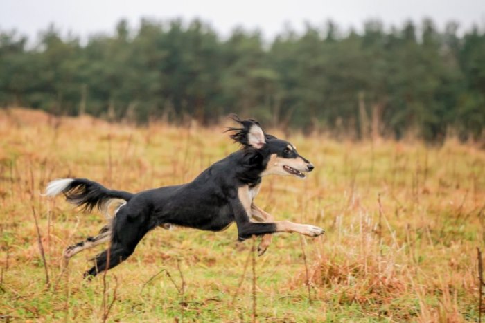 Saluki