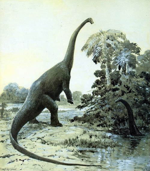 Sauropod