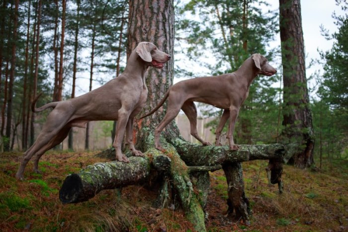 Weimaraner