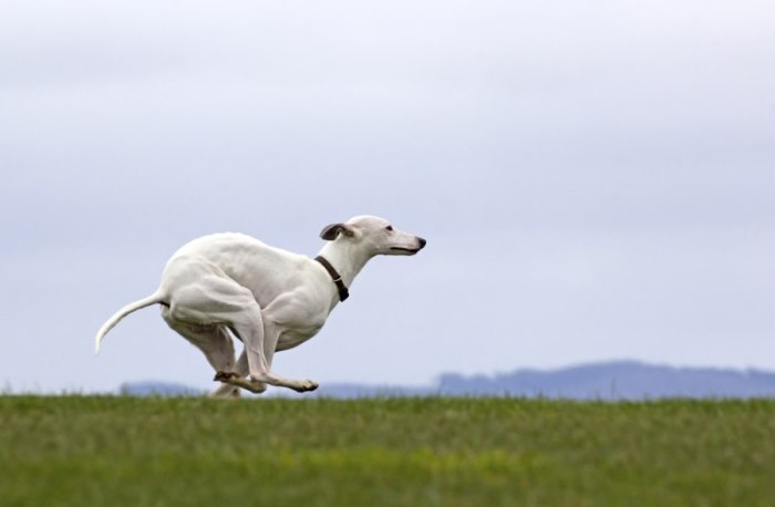 Whippet