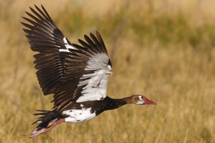 Wildemakou