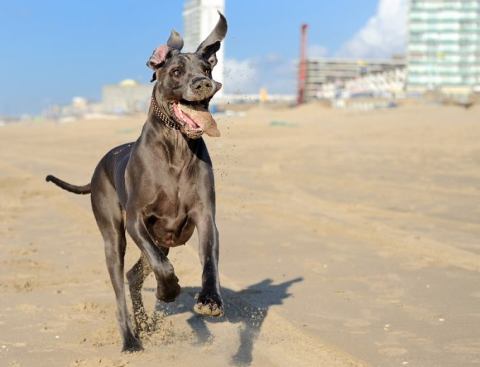 deense dog