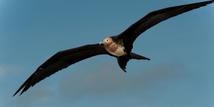 fregat vogels