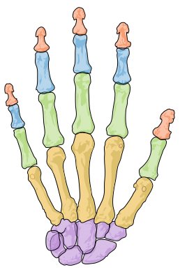 hand