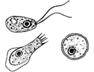 hersenetende amoebe