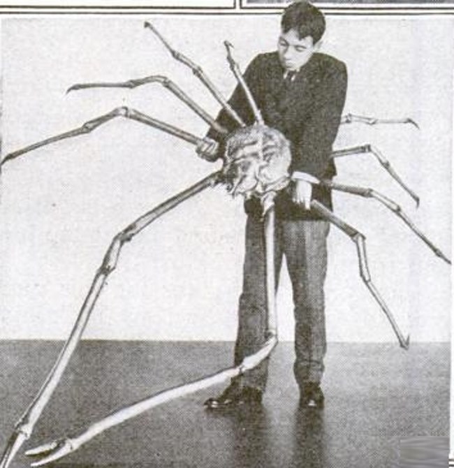 japanse reuzenkrab