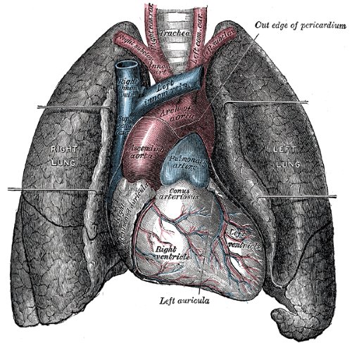 longen