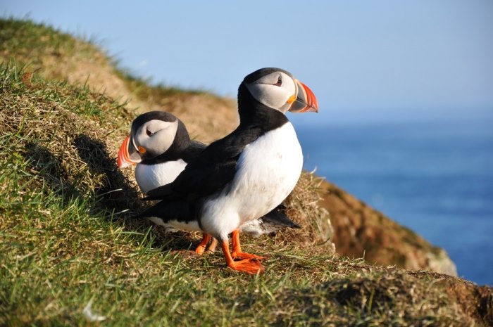 puffins