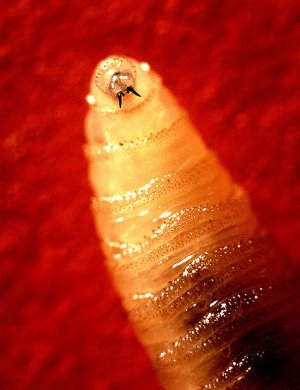 schroefworm vlieg