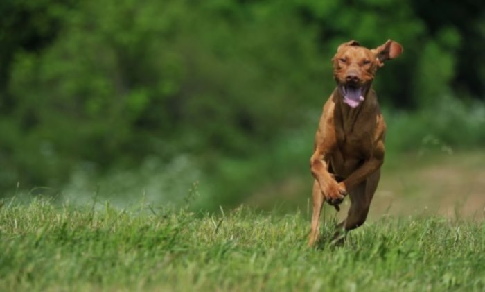 vizsla