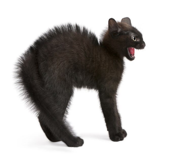 zwarte kat